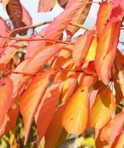 Future Forests Trees Prunus Shirofugen 12 Future Forests Trees Prunus Shirofugen