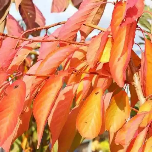 Future Forests Trees Prunus Shirofugen 7 Future Forests Trees Prunus Shirofugen