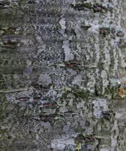 Future Forests Trees Prunus Shirofugen 13 Future Forests Trees Prunus Shirofugen