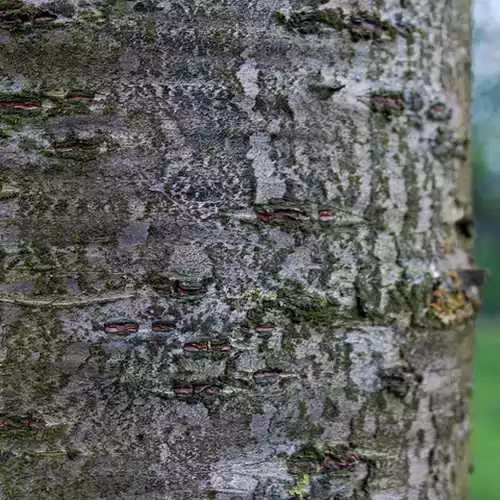 Future Forests Trees Prunus Shirofugen 8 Future Forests Trees Prunus Shirofugen