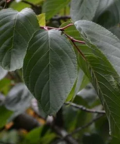 Future Forests Trees Prunus Shirofugen 10 Future Forests Trees Prunus Shirofugen