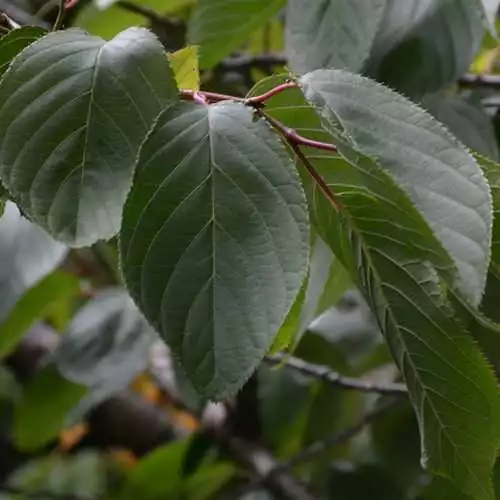 Future Forests Trees Prunus Shirofugen 5 Future Forests Trees Prunus Shirofugen