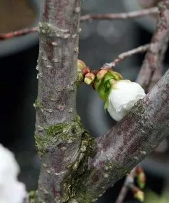 Future Forests Prunus Shirotae Trees 11 Future Forests Prunus Shirotae Trees