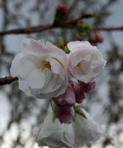 Future Forests Prunus Shirotae Trees