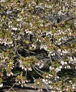 Future Forests Prunus Shirotae Trees 10 Future Forests Prunus Shirotae Trees