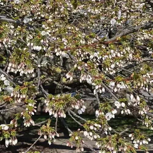 Future Forests Prunus Shirotae Trees 5 Future Forests Prunus Shirotae Trees