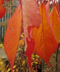 Future Forests Prunus Shirotae Trees 12 Future Forests Prunus Shirotae Trees