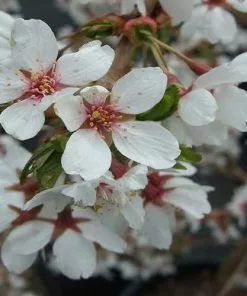 Future Forests Trees Prunus Snow Showers