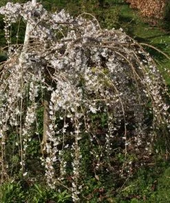 Future Forests Trees Prunus Snow Showers