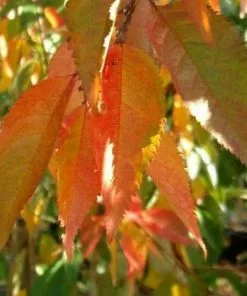 Future Forests Trees Prunus Snow Showers