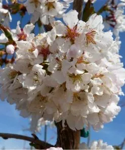 Future Forests Trees Prunus Snow Showers