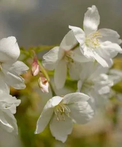 Future Forests Prunus Serrulata Tai Haku - Great White Cherry 9 Future Forests Prunus Serrulata Tai Haku - Great White Cherry