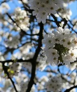 Future Forests Prunus Serrulata Tai Haku - Great White Cherry