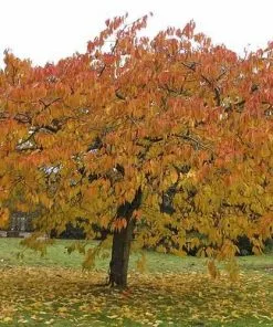 Future Forests Prunus Serrulata Tai Haku - Great White Cherry 10 Future Forests Prunus Serrulata Tai Haku - Great White Cherry