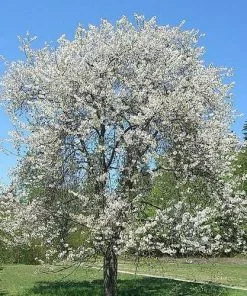 Future Forests Prunus Avium - Wild Cherry