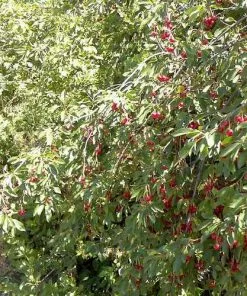 Future Forests Prunus Avium - Wild Cherry