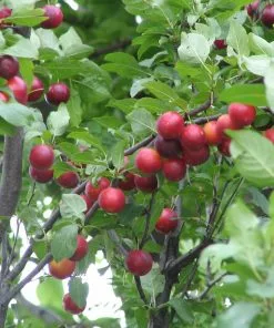 Future Forests Prunus Cerasifera