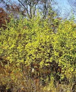 Future Forests Prunus Cerasifera