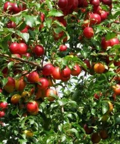 Future Forests Prunus Cerasiferia Myrobalan - Cherry Plum