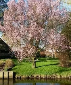 Future Forests Prunus Cerasiferia Myrobalan - Cherry Plum