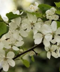 Future Forests Prunus Cerasiferia Myrobalan - Cherry Plum 7 Future Forests Prunus Cerasiferia Myrobalan - Cherry Plum