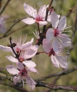 Future Forests Prunus Cerasifera Nigra