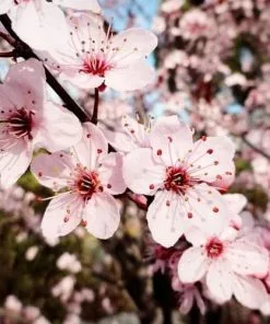 Future Forests Prunus Cerasifera Pissardii - Purple Plum