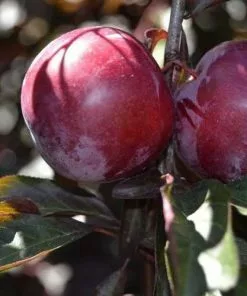 Future Forests Prunus Cerasifera Pissardii - Purple Plum