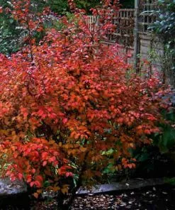 Future Forests Prunus Incisa Kojo-no-mai Shrubs