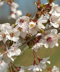 Future Forests Prunus Incisa Kojo-no-mai Shrubs