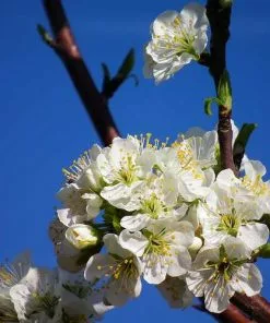 Future Forests Prunus Insititia - Bullace