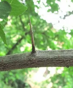Future Forests Prunus Insititia - Bullace 10 Future Forests Prunus Insititia - Bullace
