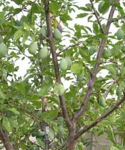 Future Forests Prunus Insititia - Bullace 9 Future Forests Prunus Insititia - Bullace