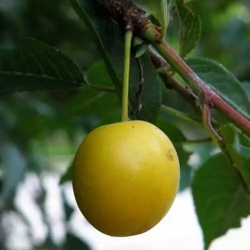 Future Forests Prunus Insititia - Bullace 7 Future Forests Prunus Insititia - Bullace
