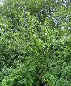 Future Forests Prunus Insititia - Bullace