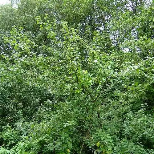 Future Forests Prunus Insititia - Bullace 4 Future Forests Prunus Insititia - Bullace