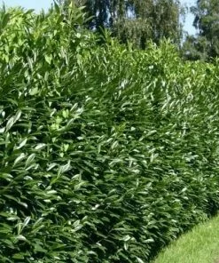 Future Forests Prunus Laurocerasus Caucasica