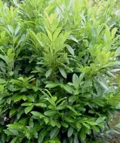 Future Forests Prunus Laurocerasus Caucasica