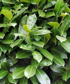 Future Forests Prunus Laurocerasus Etna Shrubs