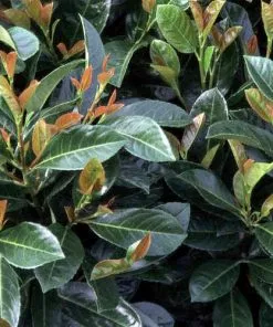 Future Forests Prunus Laurocerasus Etna Shrubs