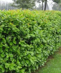 Future Forests Prunus Laurocerasus Etna Shrubs