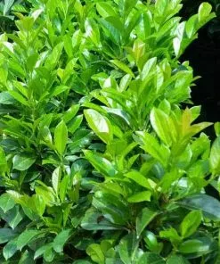 Future Forests Prunus Laurocerasus Etna Shrubs