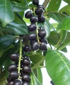 Future Forests Prunus Laurocerasus Rotundifolia Novita - Cherry Laurel