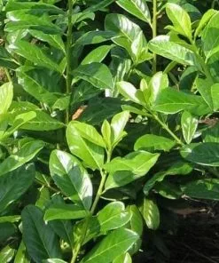 Future Forests Prunus Laurocerasus Rotundifolia Novita - Cherry Laurel