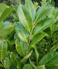 Future Forests Prunus Laurocerasus Rotundifolia - Cherry Laurel Hedging