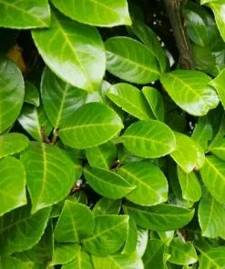 Future Forests Prunus Laurocerasus Rotundifolia - Cherry Laurel Hedging