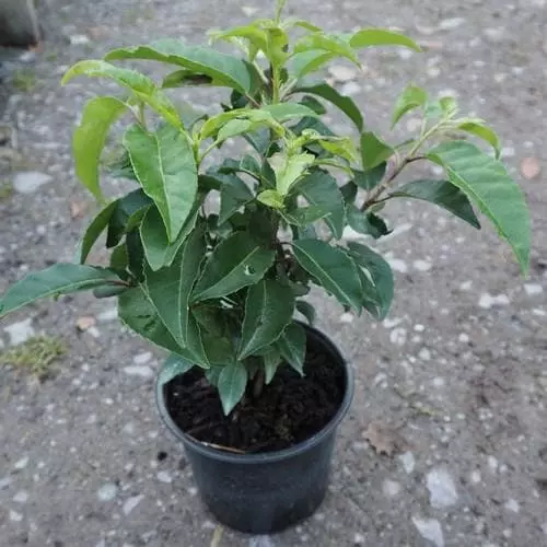 Future Forests Hedging Prunus Lusitanica - Portugal Laurel 5 Future Forests Hedging Prunus Lusitanica - Portugal Laurel