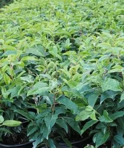 Future Forests Hedging Prunus Lusitanica - Portugal Laurel