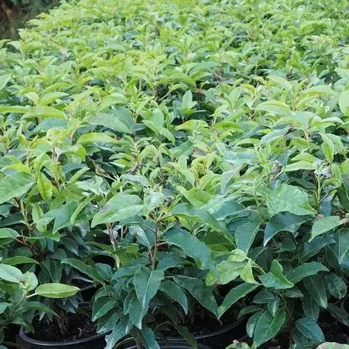 Future Forests Hedging Prunus Lusitanica - Portugal Laurel 4 Future Forests Hedging Prunus Lusitanica - Portugal Laurel