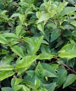 Future Forests Hedging Prunus Lusitanica - Portugal Laurel